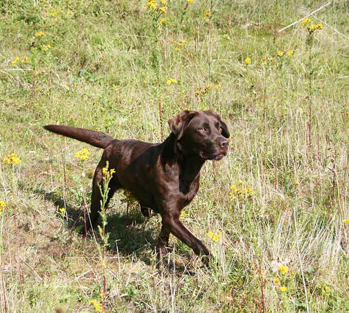 chocolate labrador running in a field