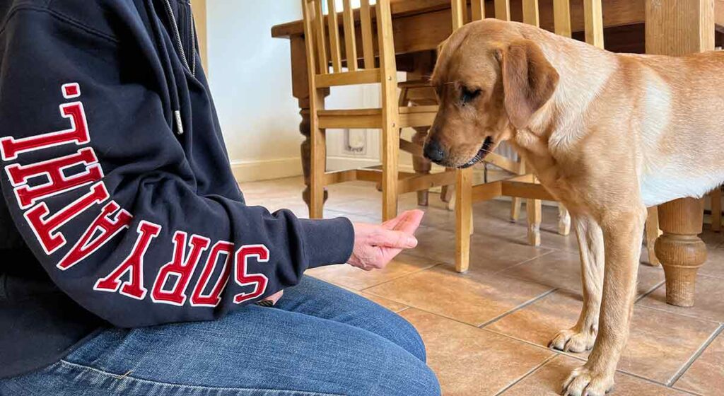 photo of yellow Lab looking at food in the hand of a trainer
