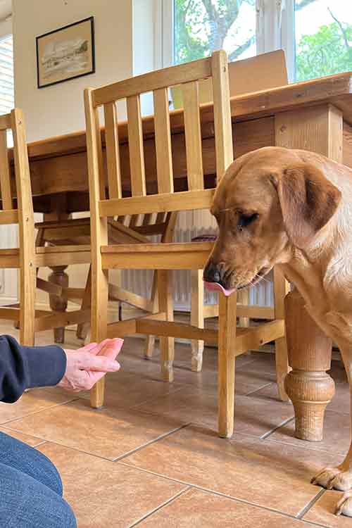 yellow Lab licking her lips as she looks at food in her trainer's hand