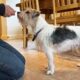photo of a rough coated jack russell terrier taking food from a hand