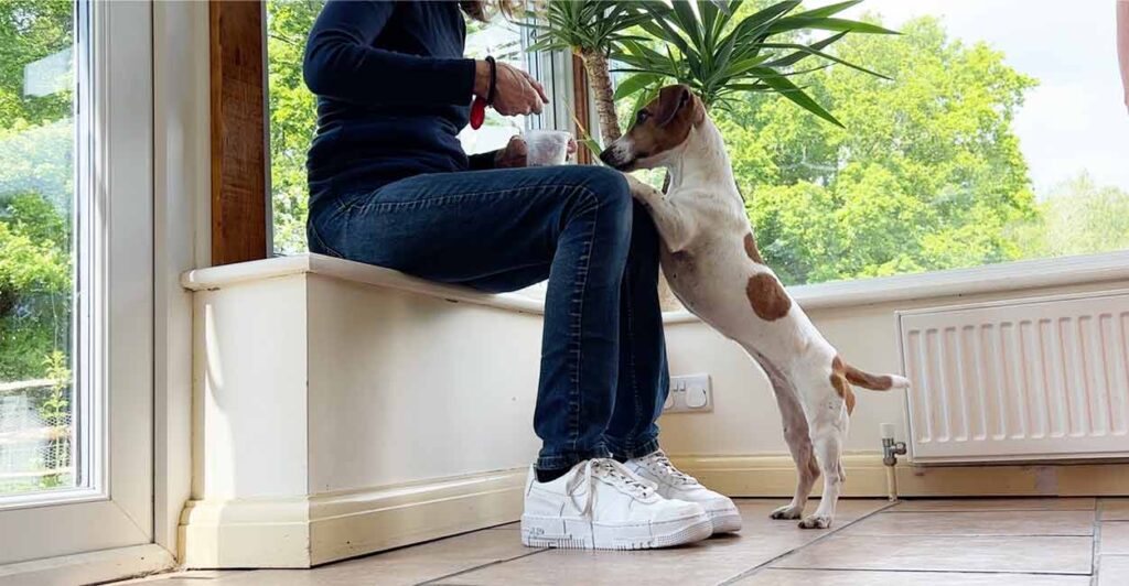 trainer shares food with a Jack Russell Terrier