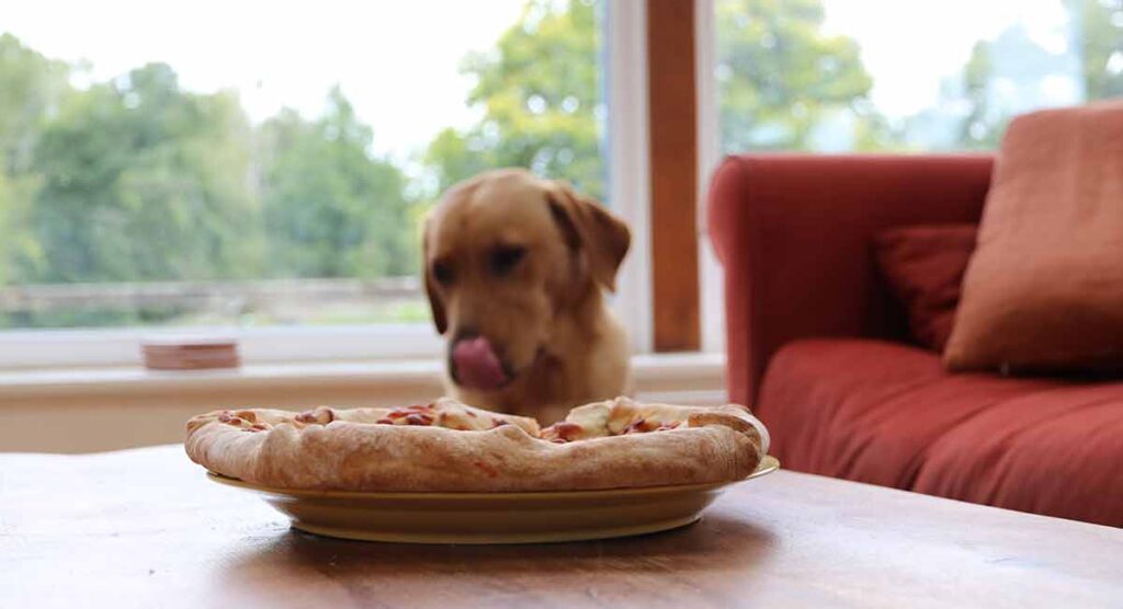 photo of a dog looking at a pizza on a wooden table