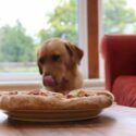 photo of a dog looking at a pizza on a wooden table