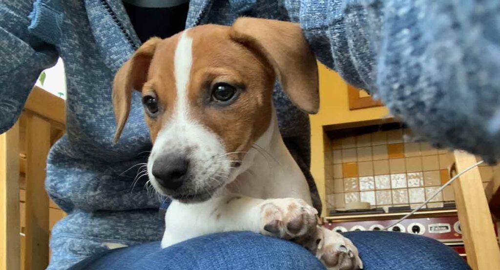 photo of a ten week old jack russell terrier puppy