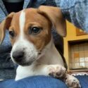 photo of a ten week old jack russell terrier puppy