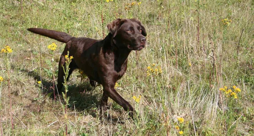 chocolate labrador in a field of yellow flowers