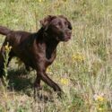 chocolate labrador in a field of yellow flowers