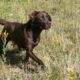 chocolate labrador in a field of yellow flowers