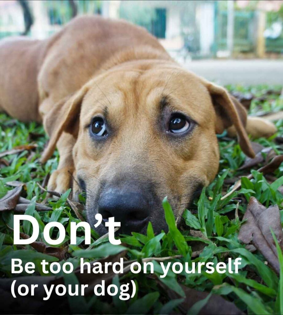 sad dog lying on grass