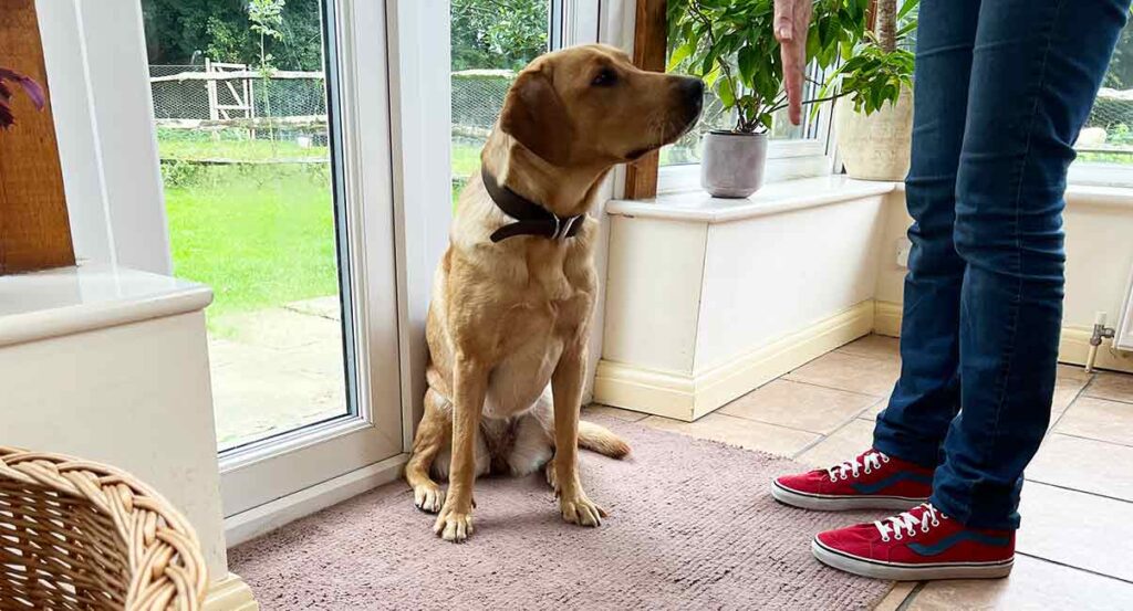 photo of a yellow Labrador wearing a leather collar sitting on a rug next to a glass door