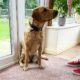 photo of a yellow Labrador wearing a leather collar sitting on a rug next to a glass door