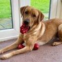 yellow labrador lying next to a glass door with a red toy in her mouth