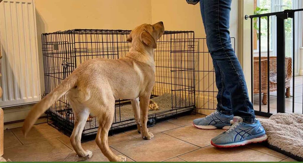 yellow labrador retriever standing in front of her crate