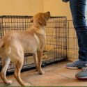 yellow labrador retriever standing in front of her crate