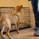 yellow labrador retriever standing in front of her crate