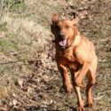 fox red labrador running towards the camera