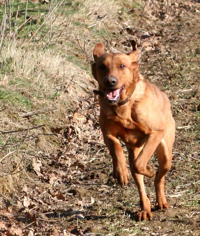 fox red labrador running towards the camera
