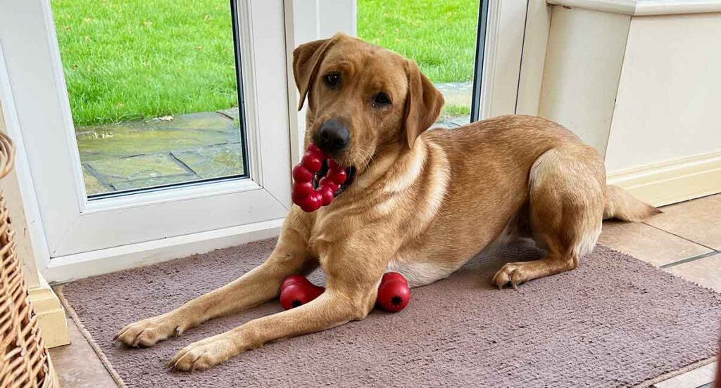 yellow labrador lying next to a glass door with a red toy in her mouth