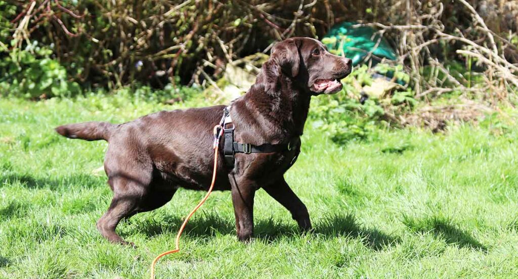 chocolate labrador in a grassy yard wearing a body harness and training leash