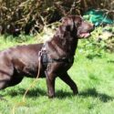 chocolate labrador in a grassy yard wearing a body harness and training leash