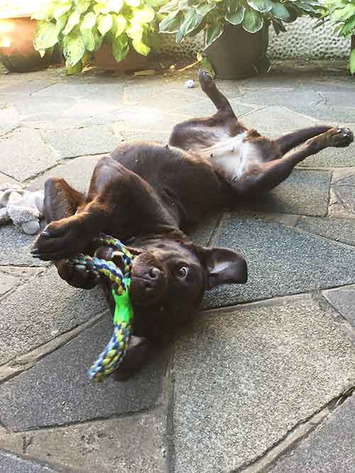 photo of a female chocolate labrador lying on her back playing with a rope toy with her paws