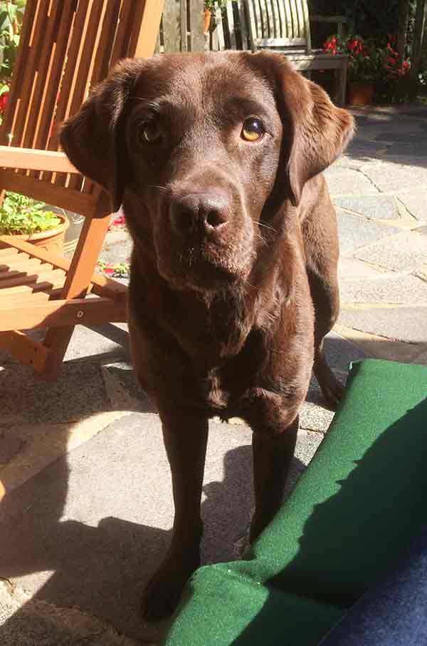 chocolate Labrador on a sunny patio looking into the camera