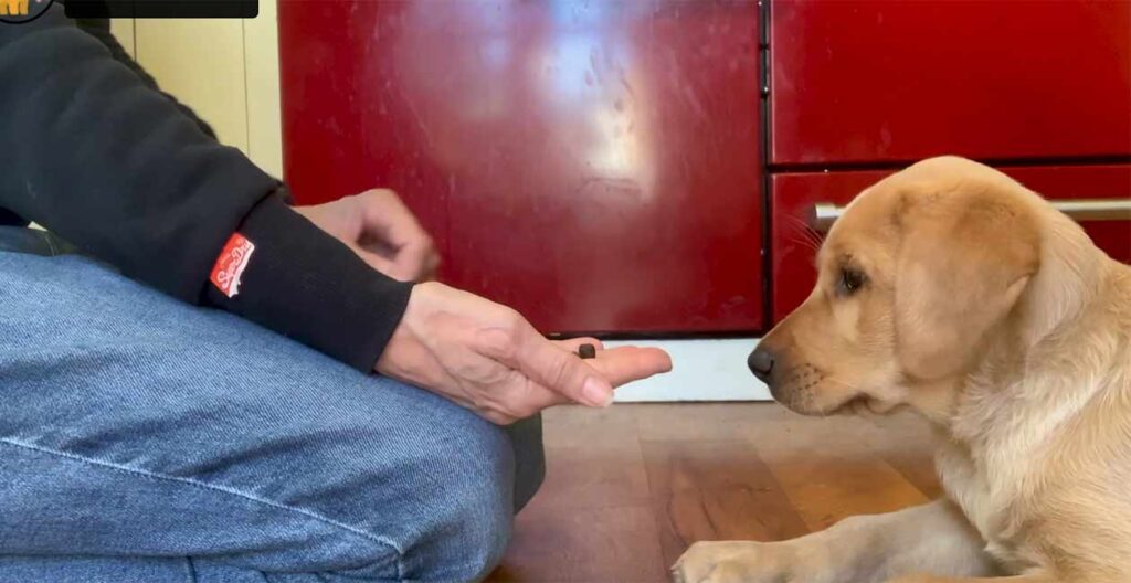 yellow labrador puppy playing the unlock game