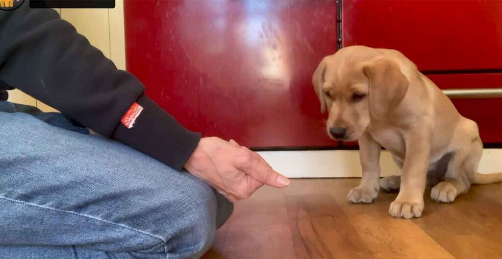 yellow Labrador puppy sitting and looking at a fist full of treats