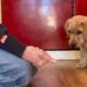 yellow Labrador puppy sitting and looking at a fist full of treats