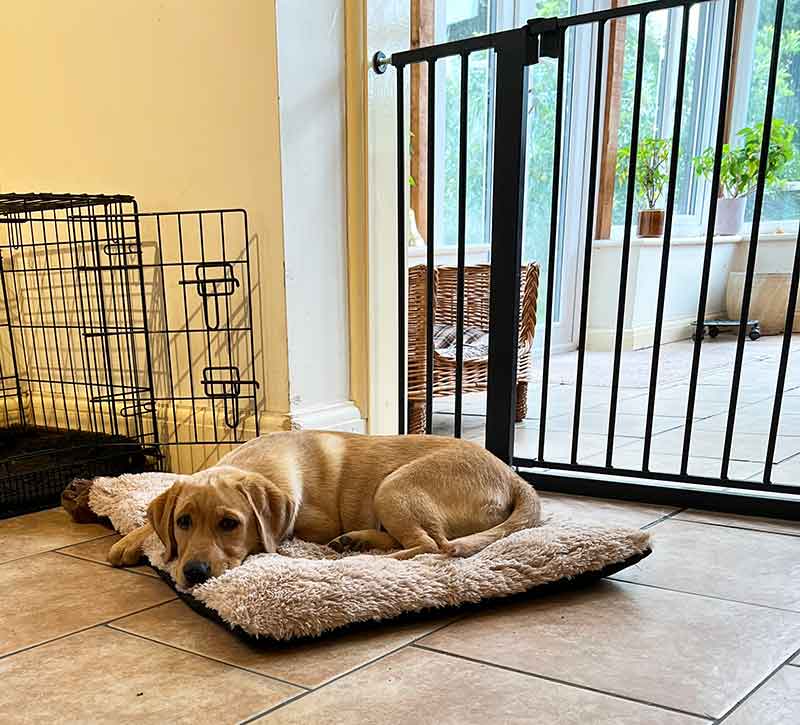 photo of a yellow labrador lying on a dog bed next to an extra wide baby gate with a dog crate in the background