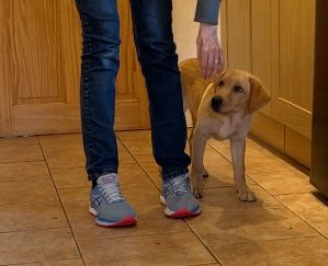 labrador puppy being given a treat in the heel position