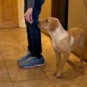 labrador puppy learning to like the heel position