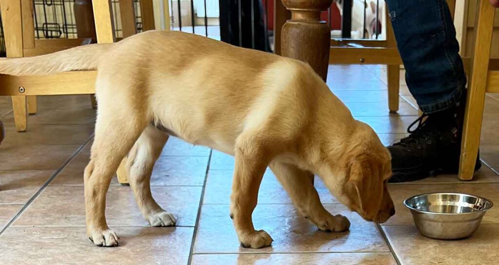 photo of a yellow labrador puppy with a food bowl