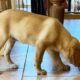 photo of a yellow labrador puppy with a food bowl