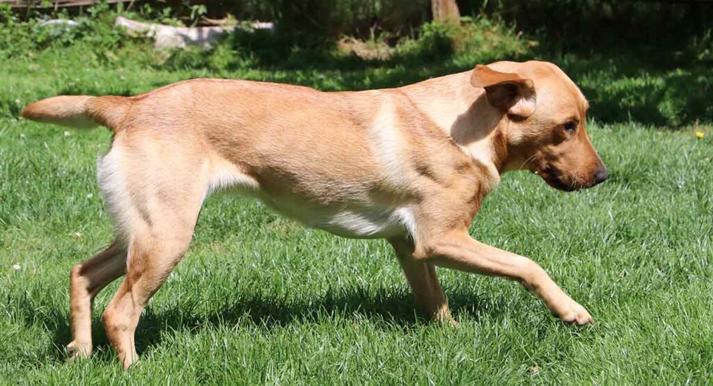 yellow labrador running in a grassy paddock