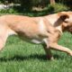 yellow labrador running in a grassy paddock