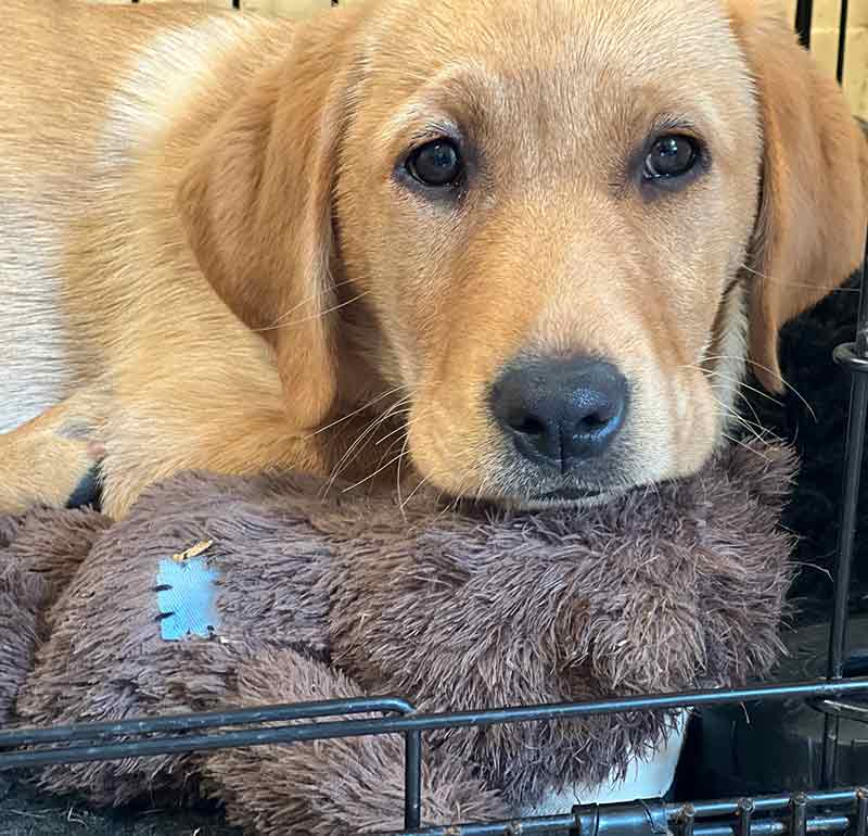 yellow labrador puppy with her head resting on a kong teddy bear