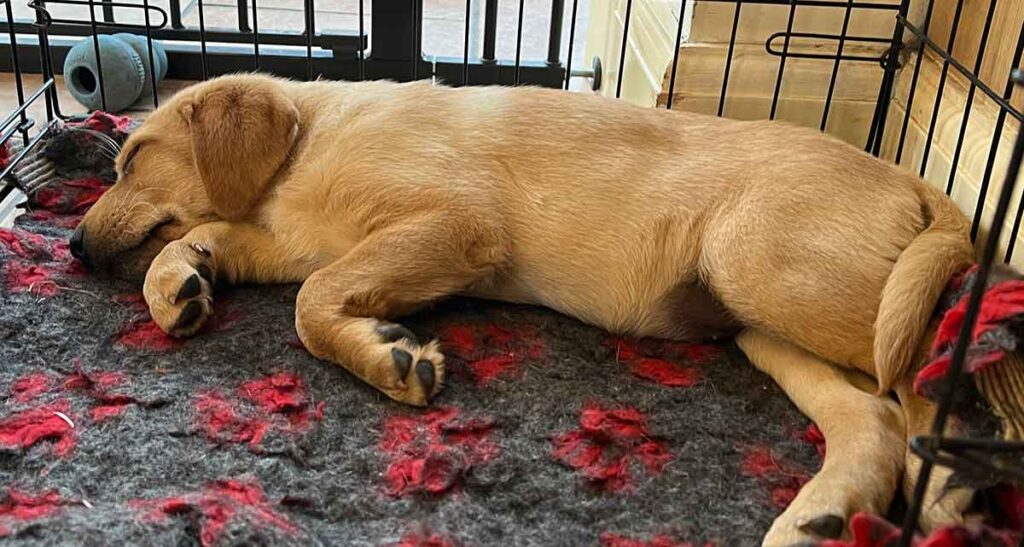 photo of a yellow labrador puppy asleep on some vetbed fleece