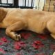 photo of a yellow labrador puppy asleep on some vetbed fleece