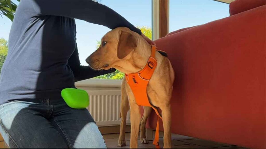 yellow labrador having a harness fitted