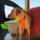 yellow labrador having a harness fitted