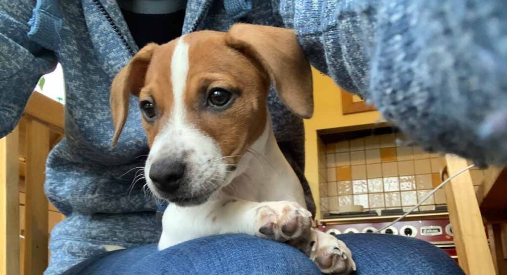 photo of a jack russell terrier puppy sitting on a person's lap