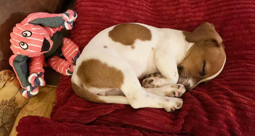 Jack Russell Terrier puppy asleep on a red pillow