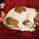 Jack Russell Terrier puppy asleep on a red pillow