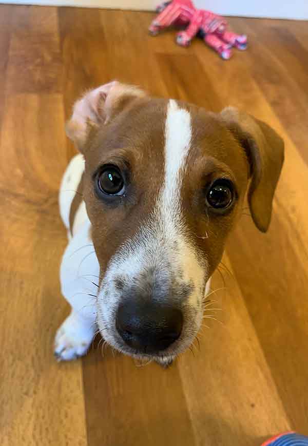 photo of a jack russell terrier puppy sitting on a wooden floor looking up at the camera