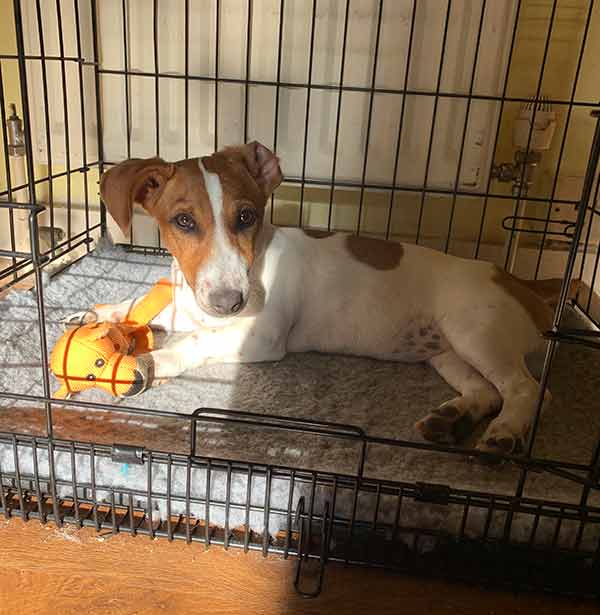 photo of a Jack Russell Terrier pup relaxing in her crate