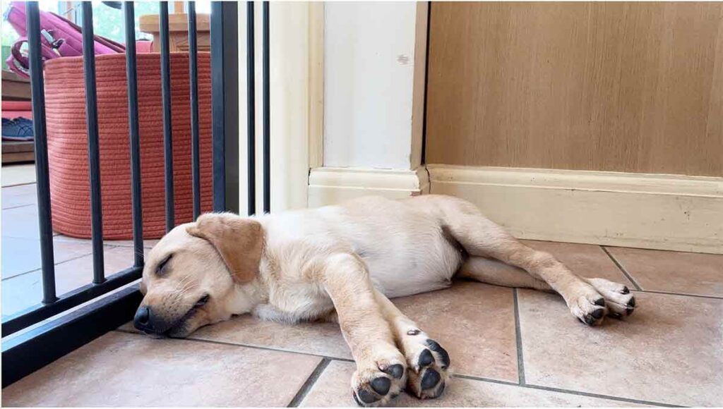 yellow labrador puppy asleep next to a baby gate