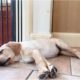 yellow labrador puppy asleep next to a baby gate