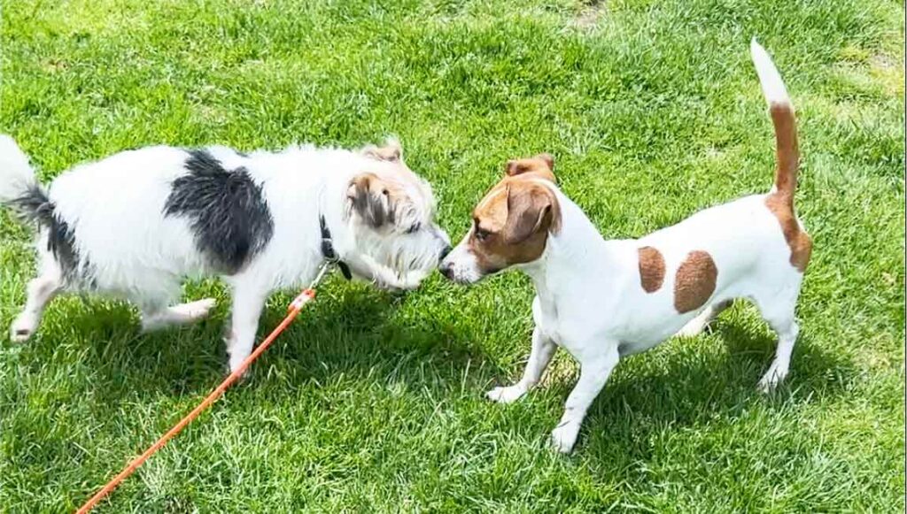 a photo of two jack russell terriers playing together