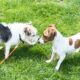 a photo of two jack russell terriers playing together